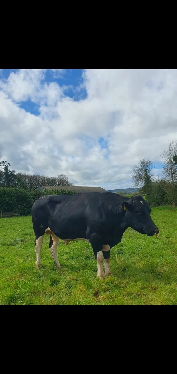 Pedigree Friesian Bulls - Image 4