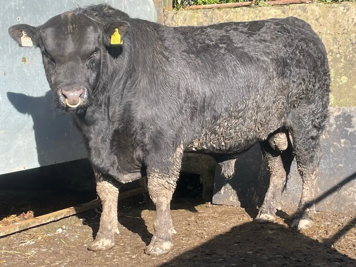 AA Bulls  -  Suit cows - Image 1