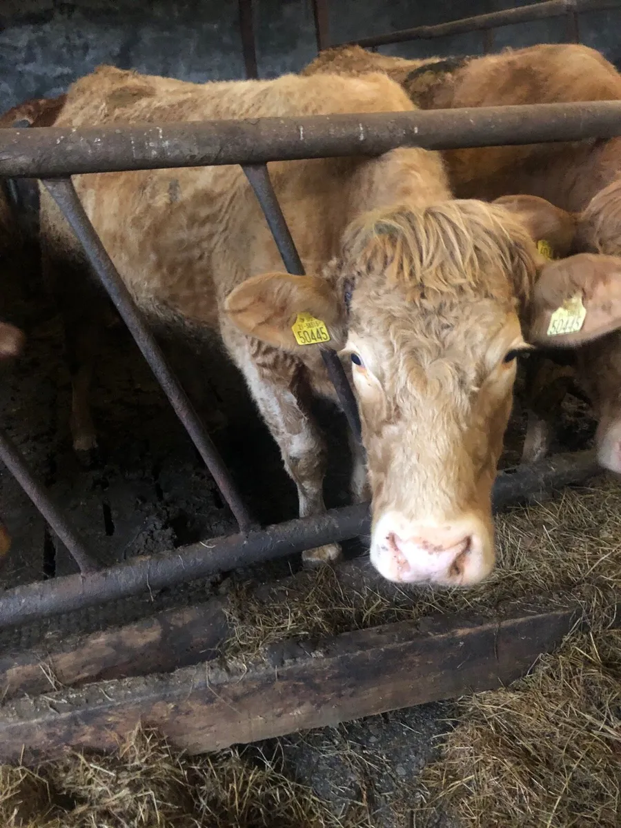 3 super incalf heifers - Image 1