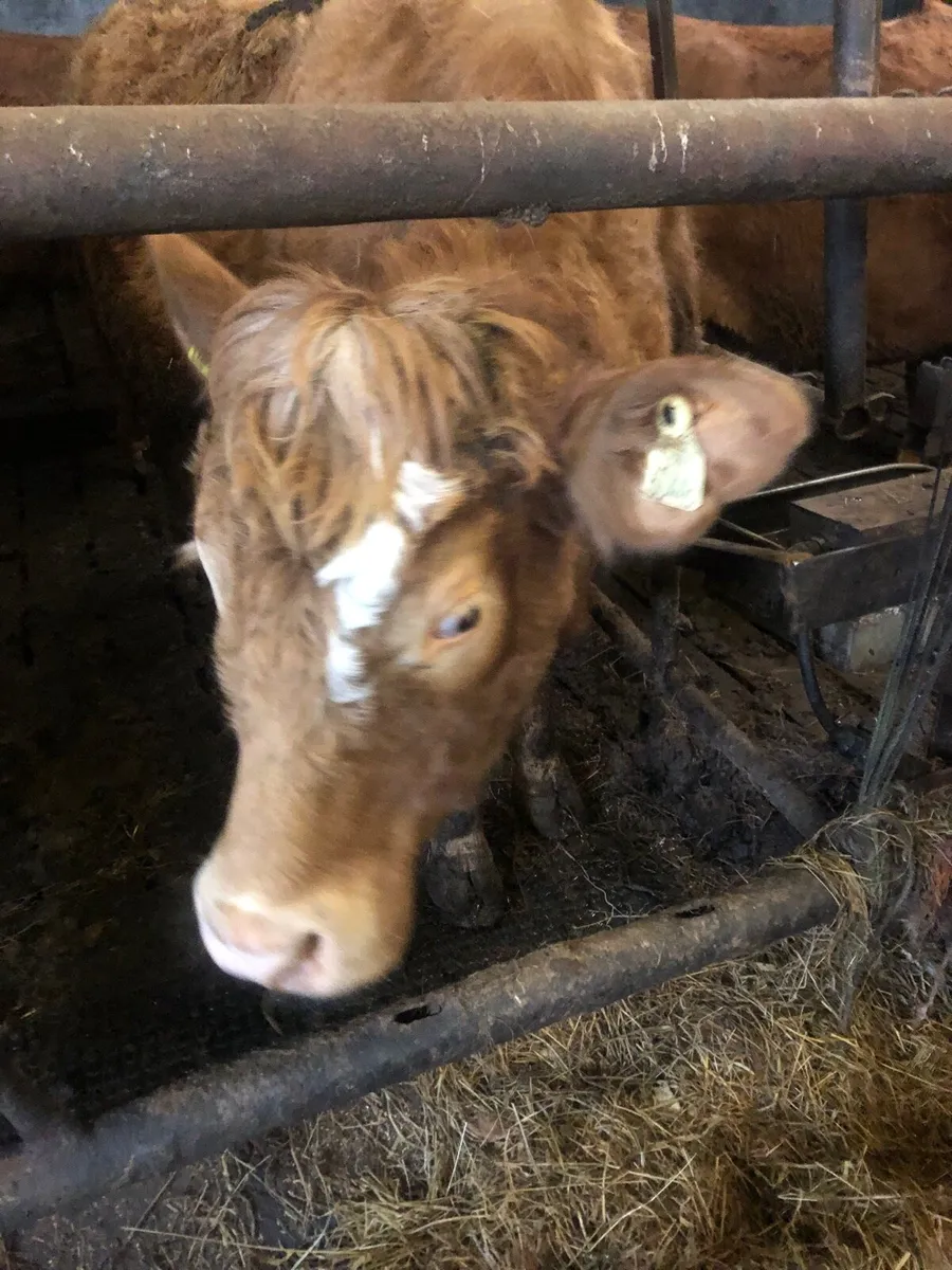 3 super incalf heifers - Image 2