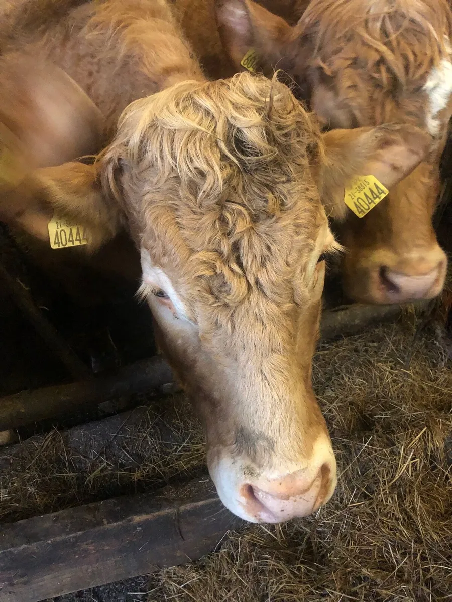 3 super incalf heifers - Image 3