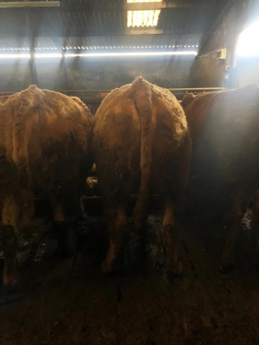 3 super incalf heifers - Image 4