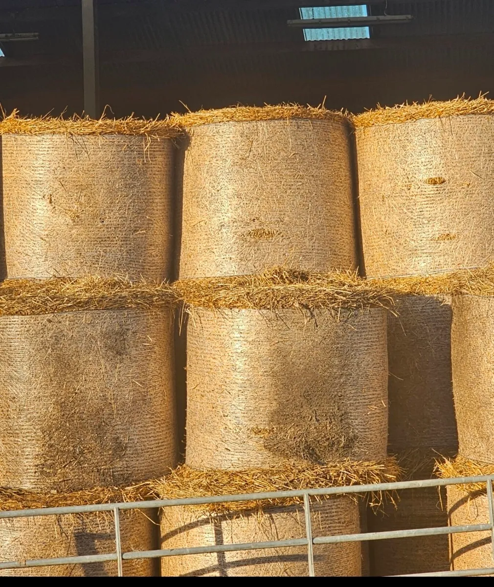 Oaten Straw for sale - Image 2