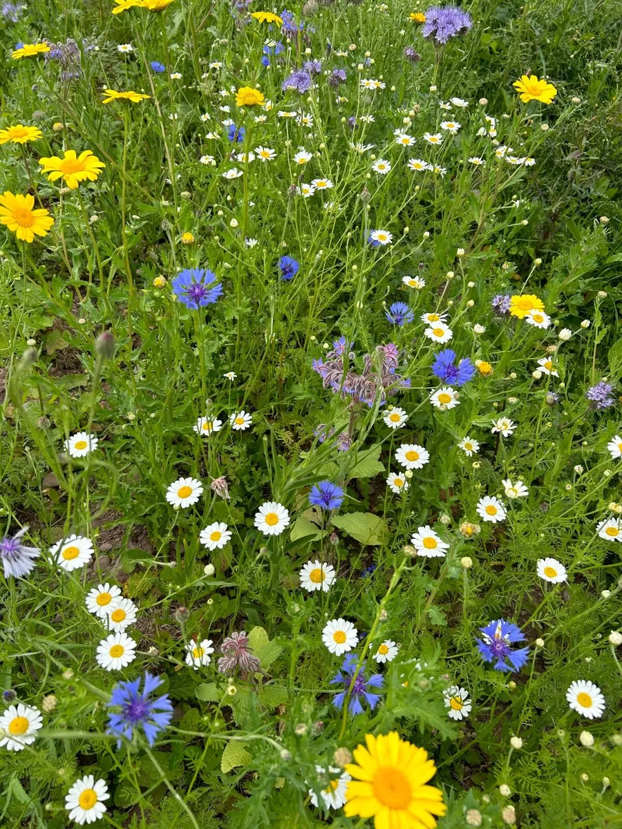 Wildflower Meadow - Image 1