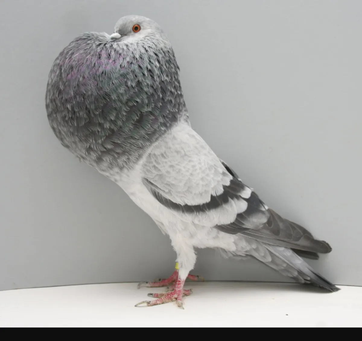 Pigeons, Pouters and Croppers - Image 3