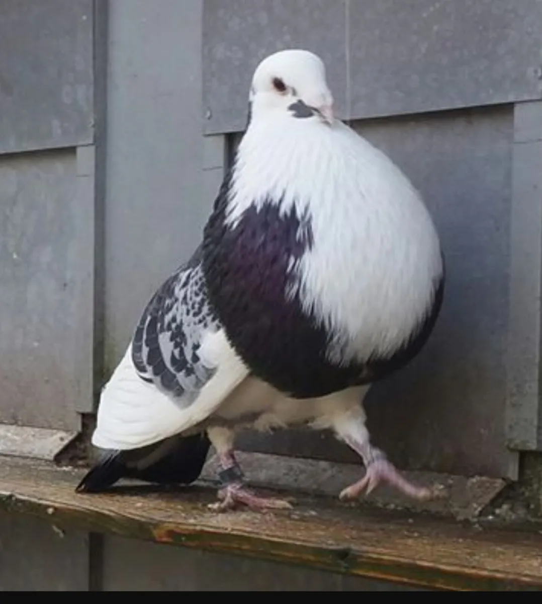 Pigeons, Pouters and Croppers - Image 2