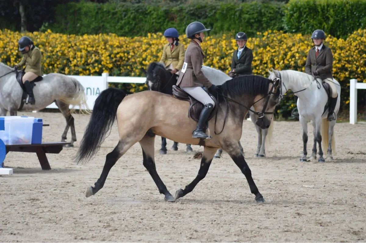 Connemara stallions at stud - Image 4