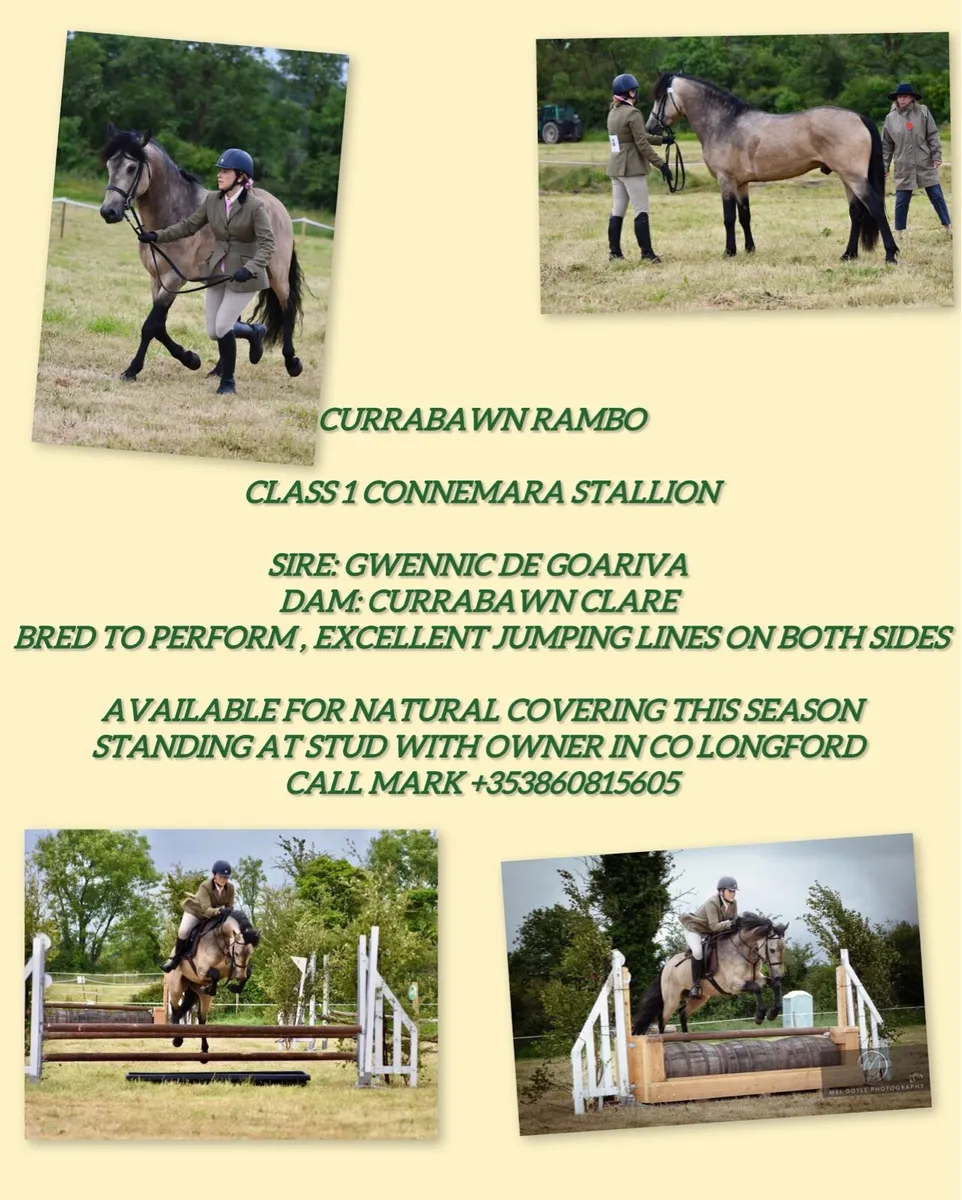 Connemara stallions at stud - Image 1