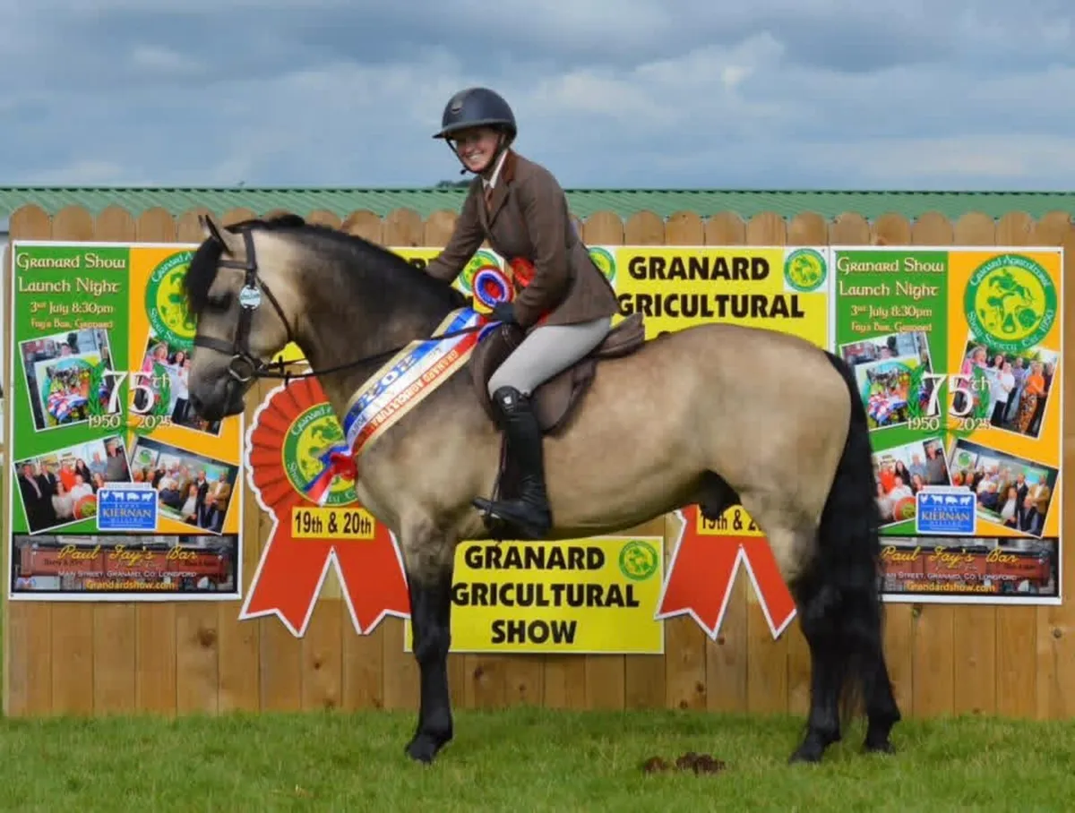 Connemara stallions at stud - Image 2