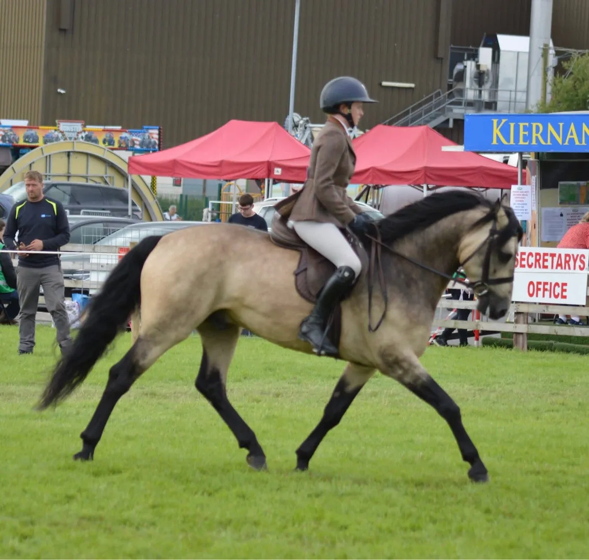 Connemara stallions at stud - Image 3