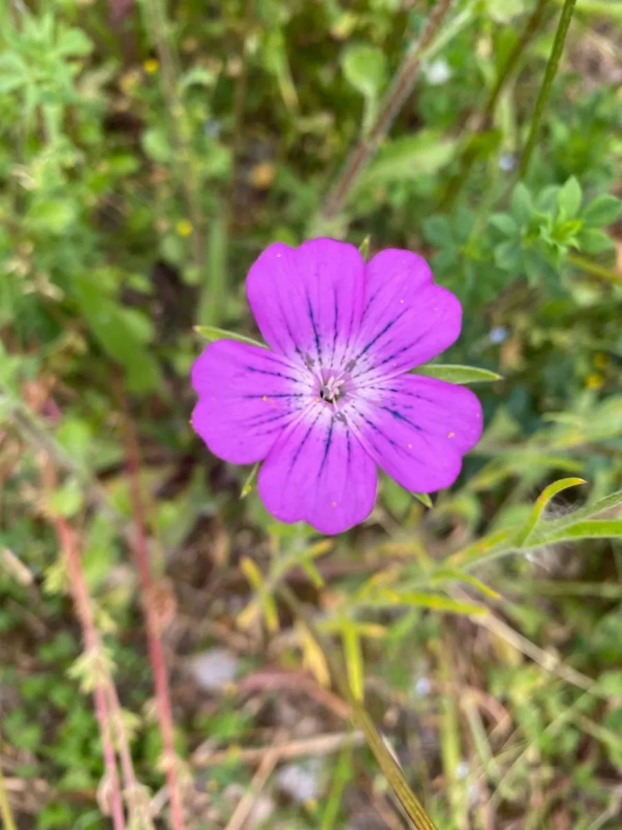 Wildflower meadows - Image 4