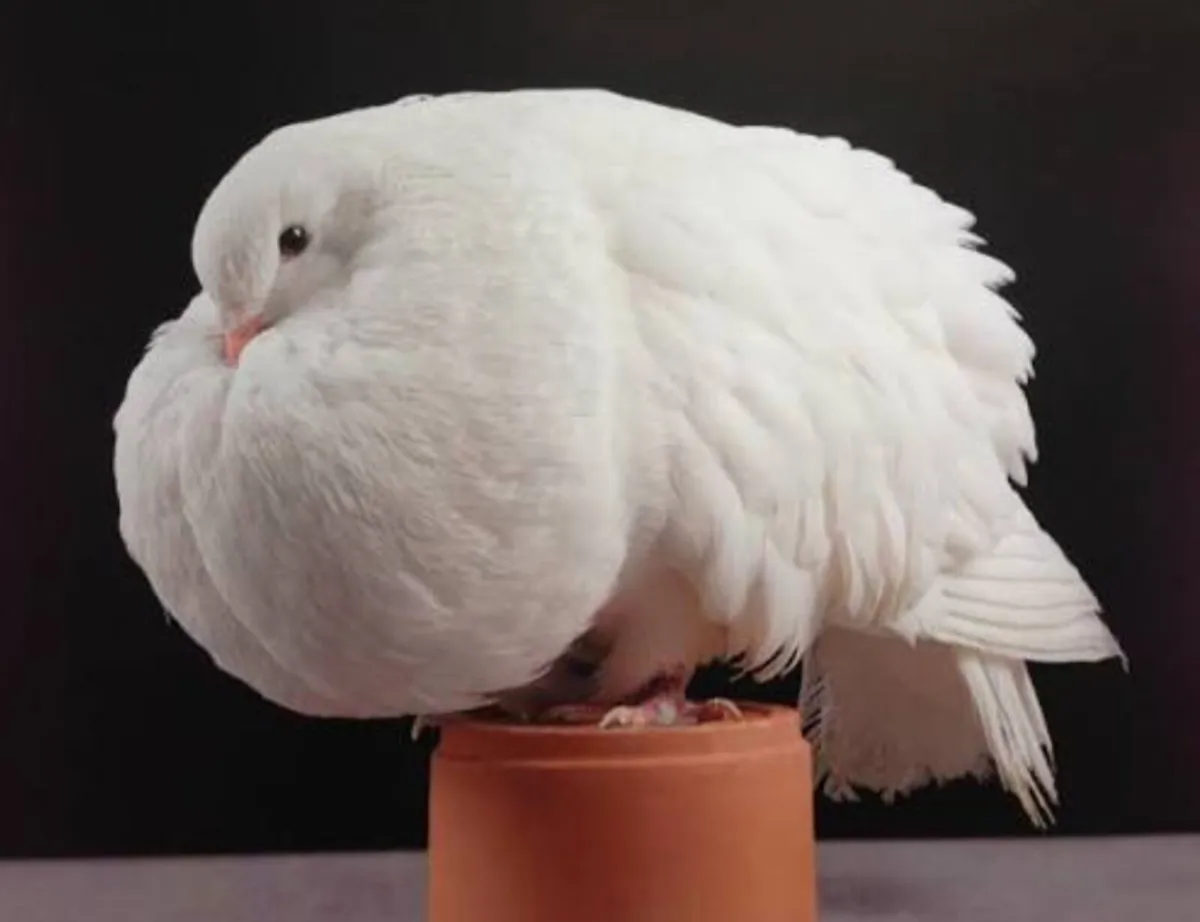 Pigeons, Pouters and Croppers - Image 4