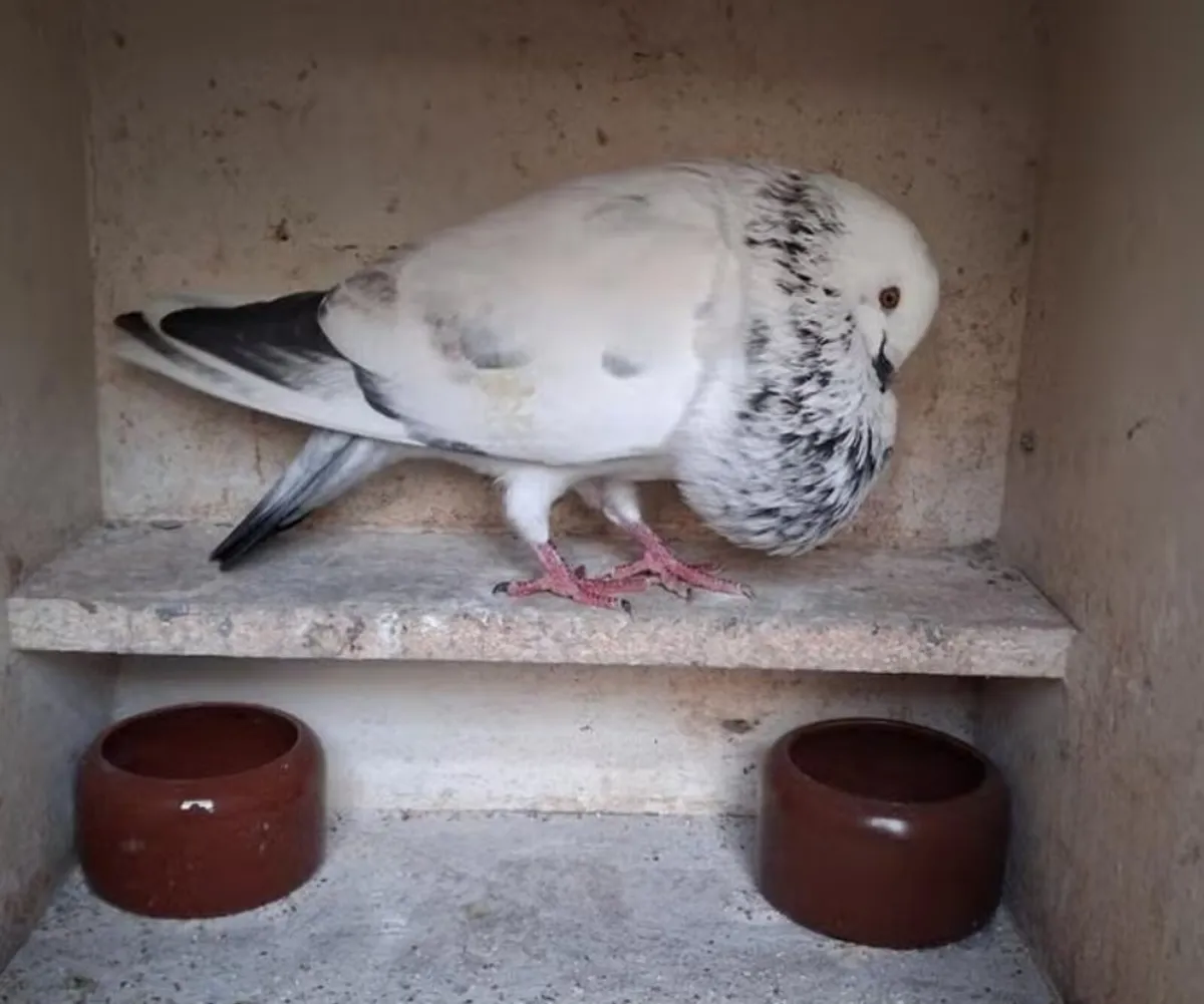 Pigeons, Pouters and Croppers - Image 1