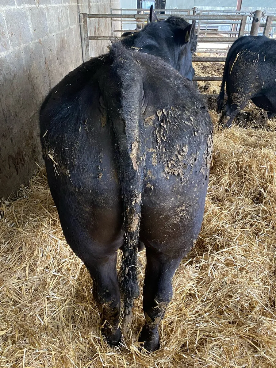 Pedigree Aberdeen Angus Bulls - Image 2