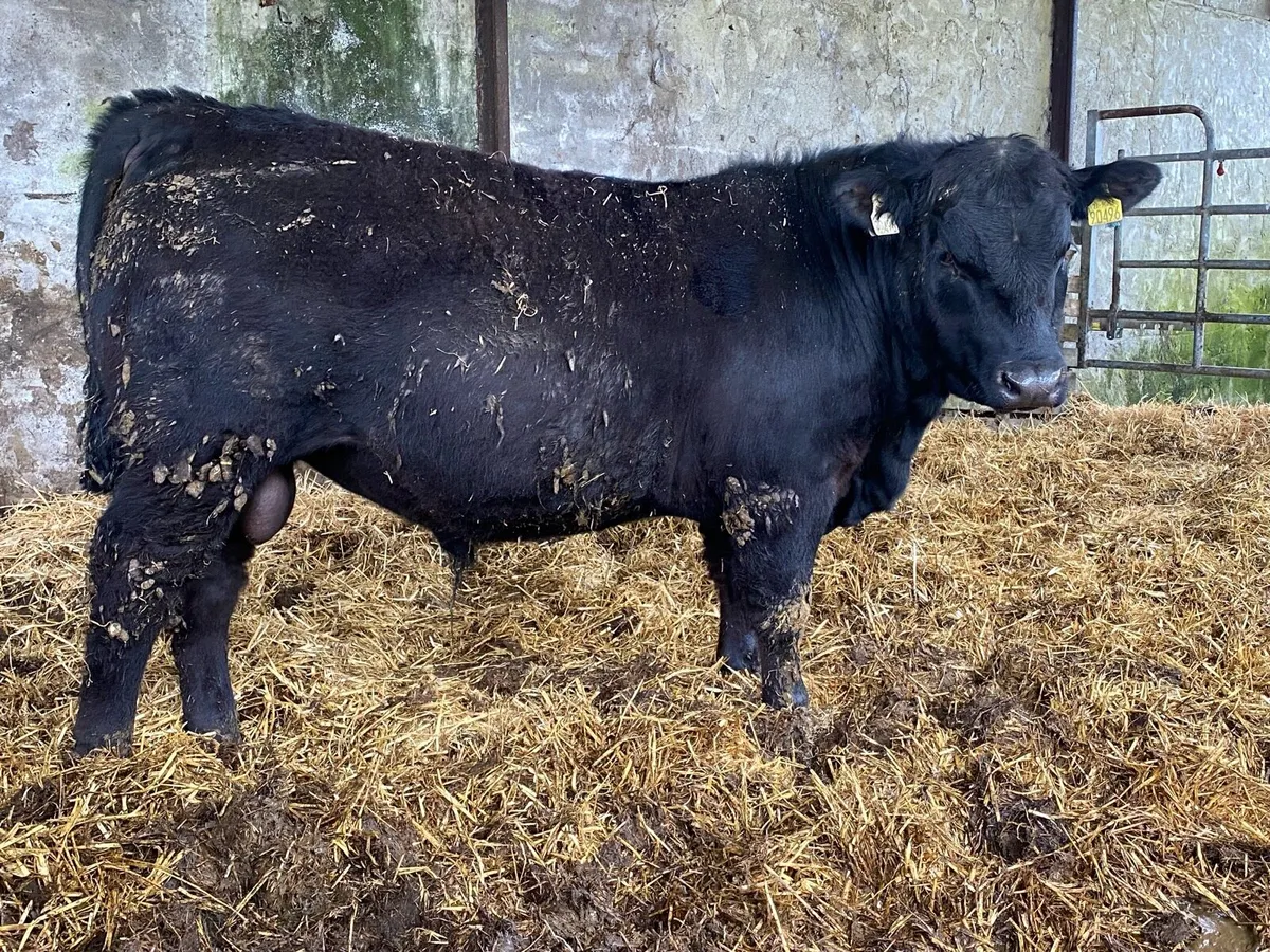 Pedigree Aberdeen Angus Bulls - Image 3