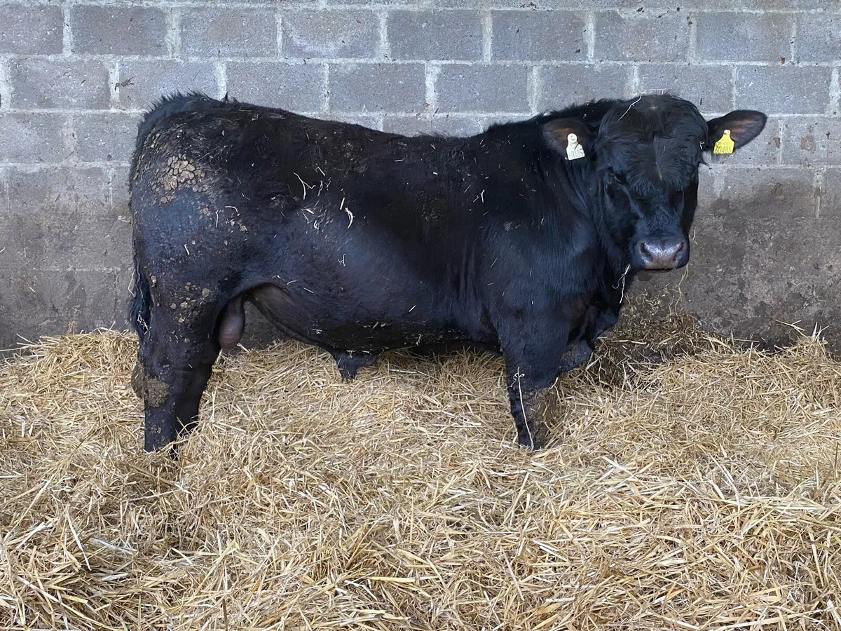 Pedigree Aberdeen Angus Bulls - Image 4