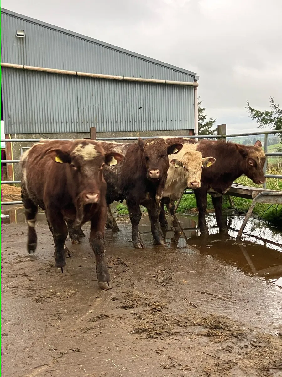 P.B.R Shorthorn Bulls - Image 1