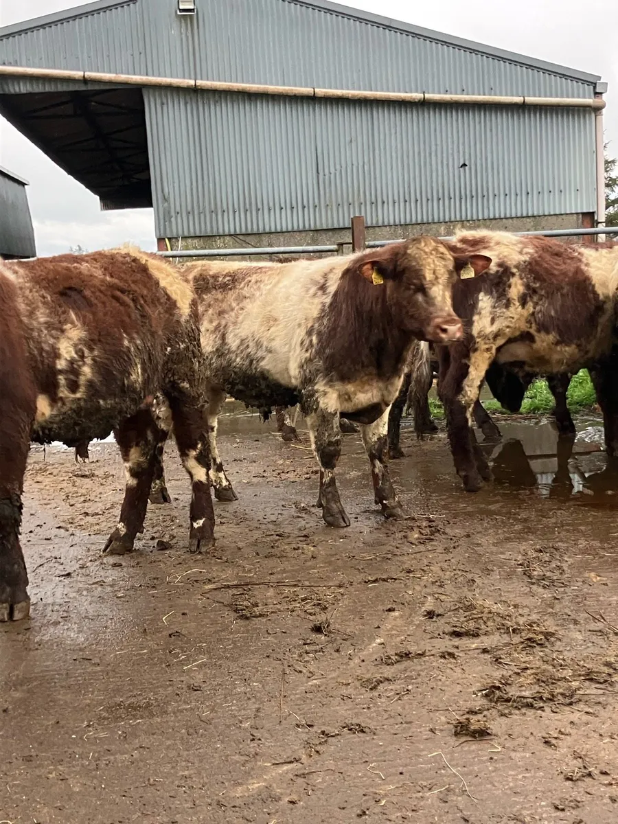 P.B.R Shorthorn Bulls - Image 2