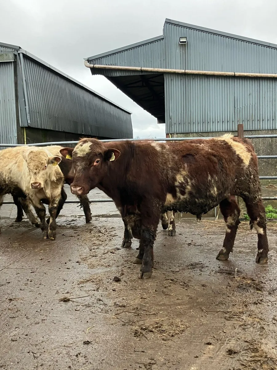 P.B.R Shorthorn Bulls - Image 3