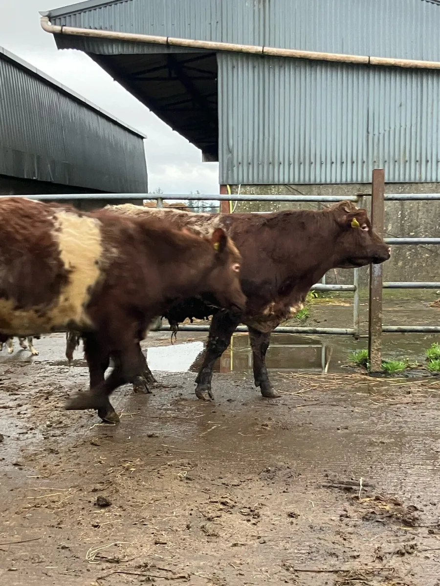 P.B.R Shorthorn Bulls - Image 4
