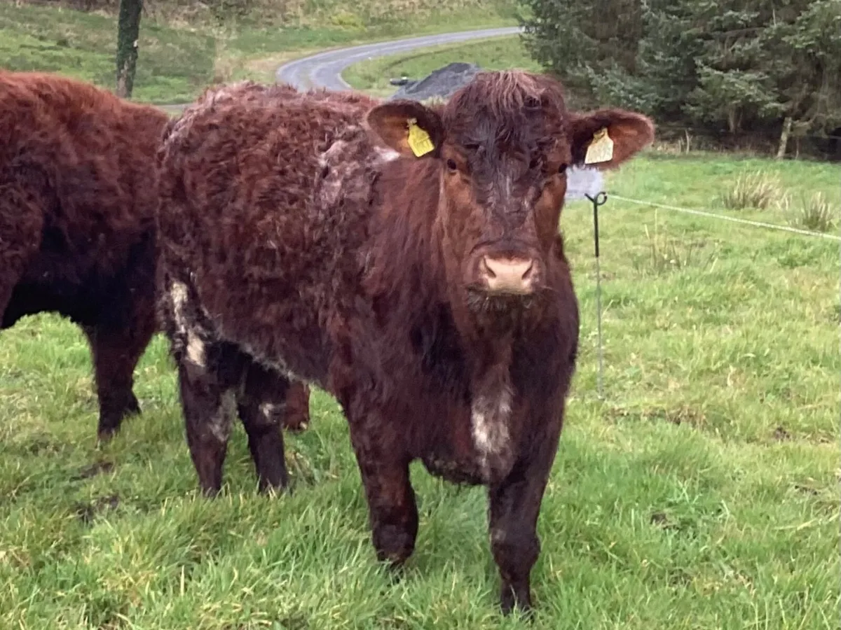 3 P.B.R Shorthorn Heifers - Image 3