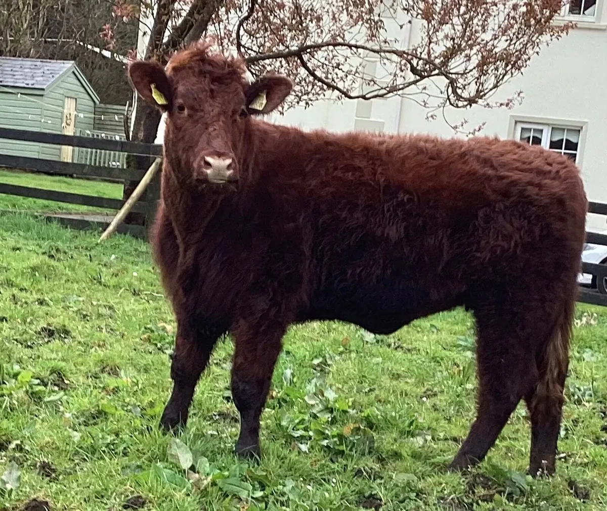 3 P.B.R Shorthorn Heifers - Image 4