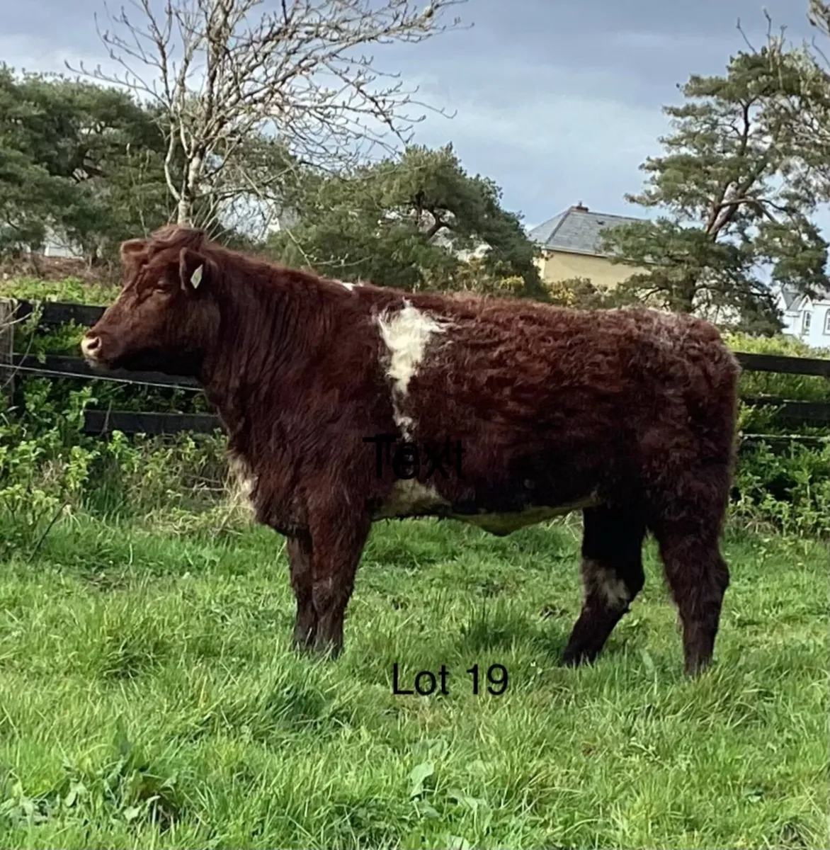 3 P.B.R Shorthorn Heifers - Image 2