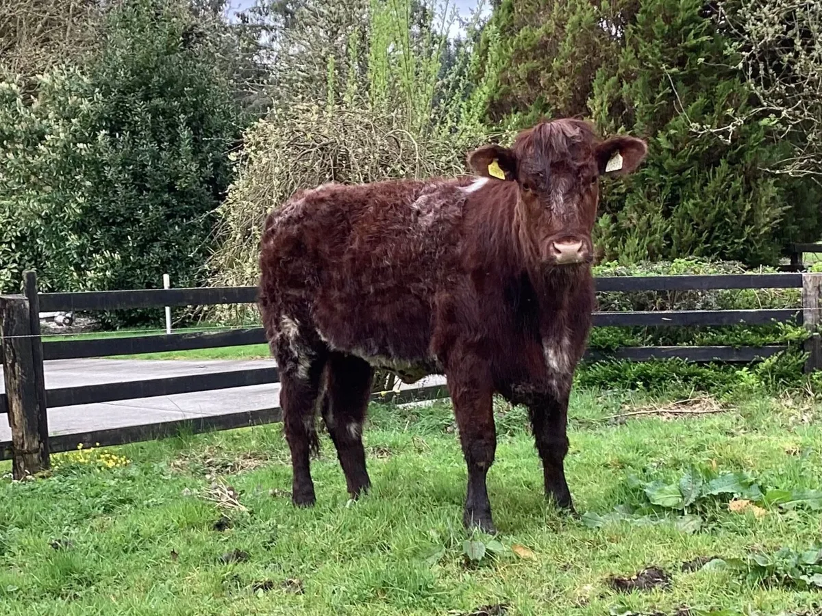 3 P.B.R Shorthorn Heifers - Image 1