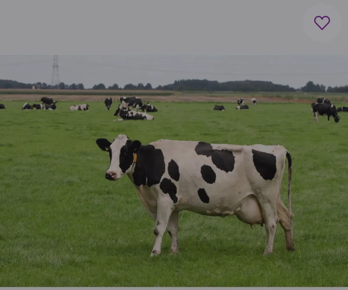 Relief milker available