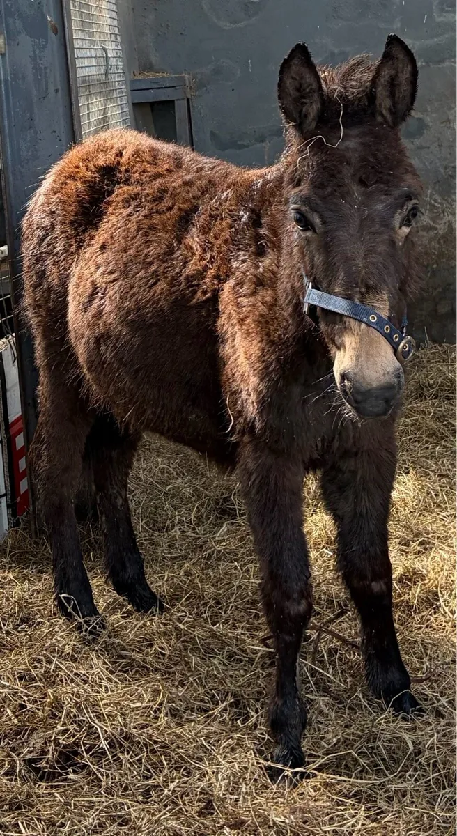 Mule yearling - Image 1