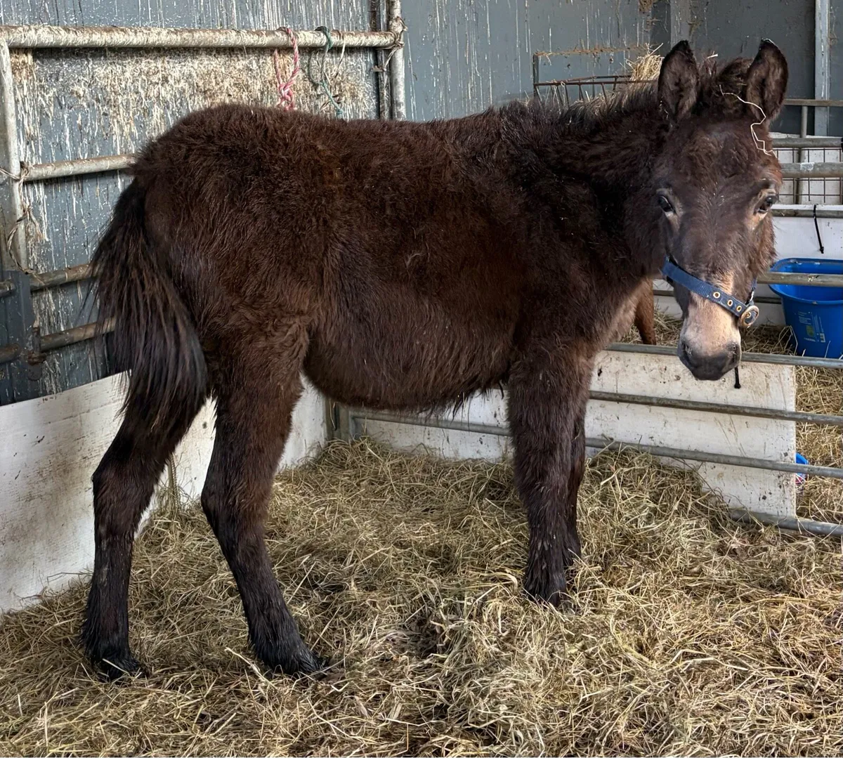 Mule yearling - Image 2