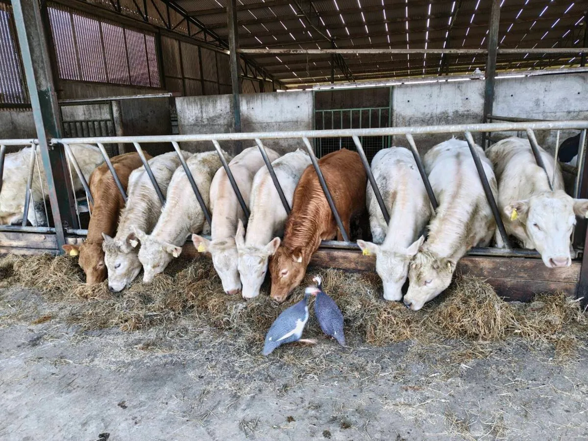 Charolais and Limousine Cattle for Sale - Image 2