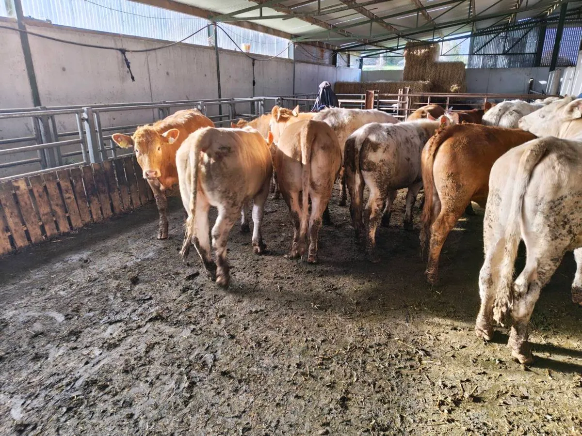 Charolais and Limousine Cattle for Sale - Image 3