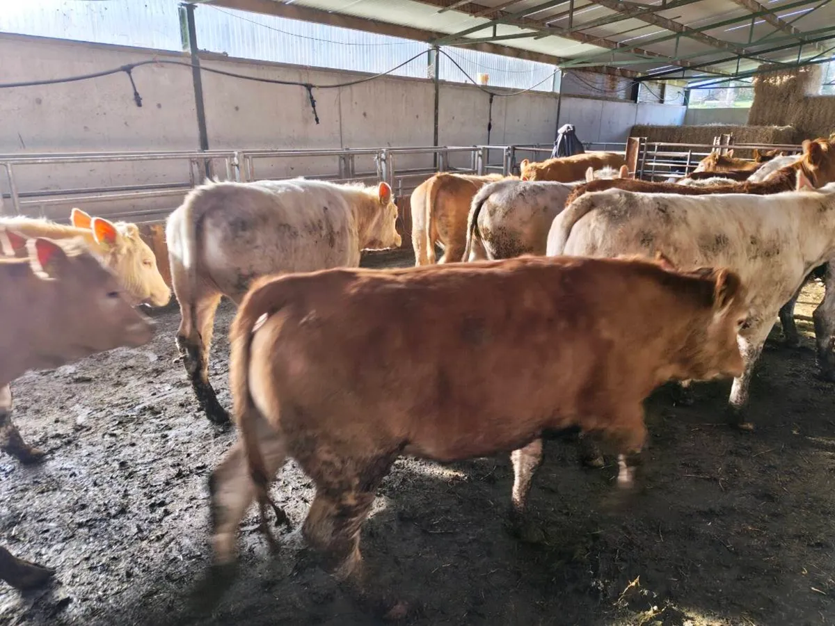 Charolais and Limousine Cattle for Sale - Image 4