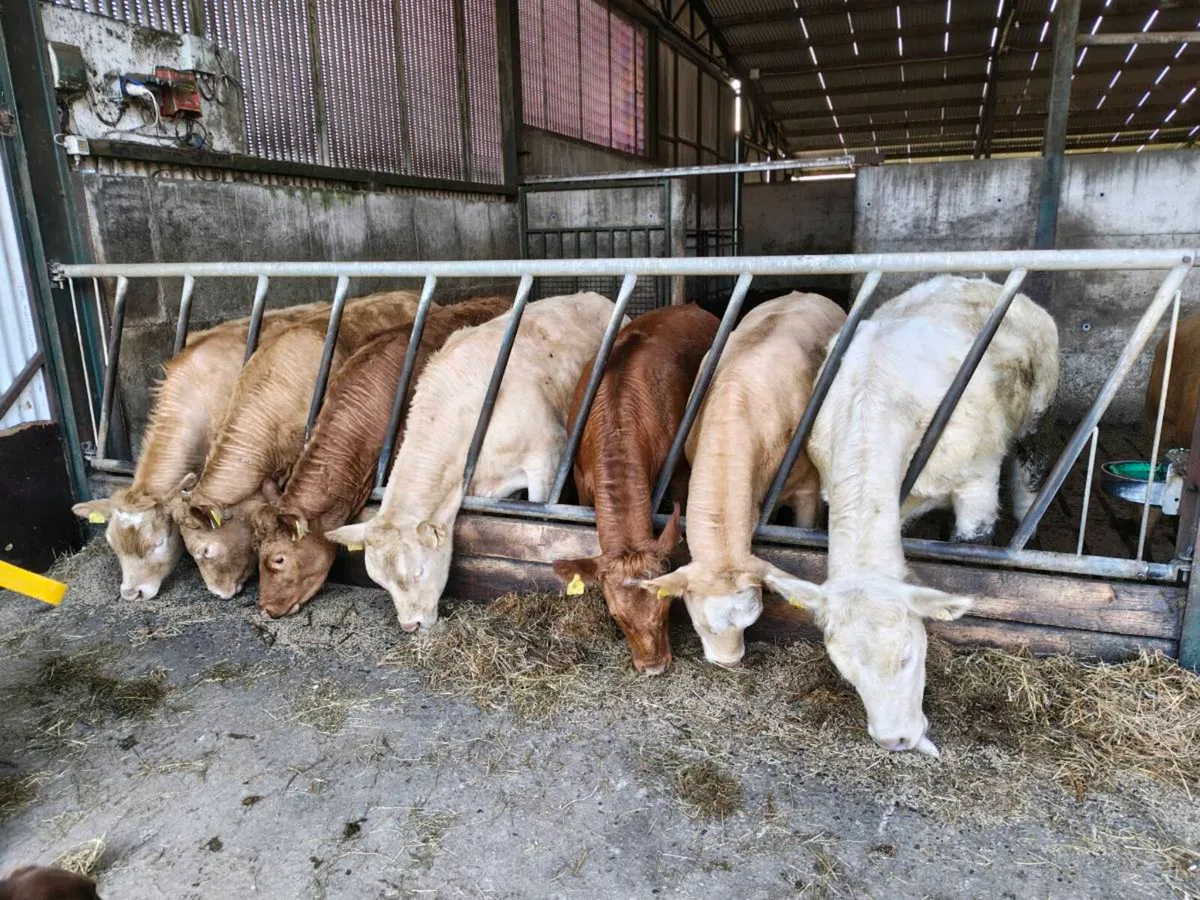 Charolais and Limousine Cattle for Sale - Image 1