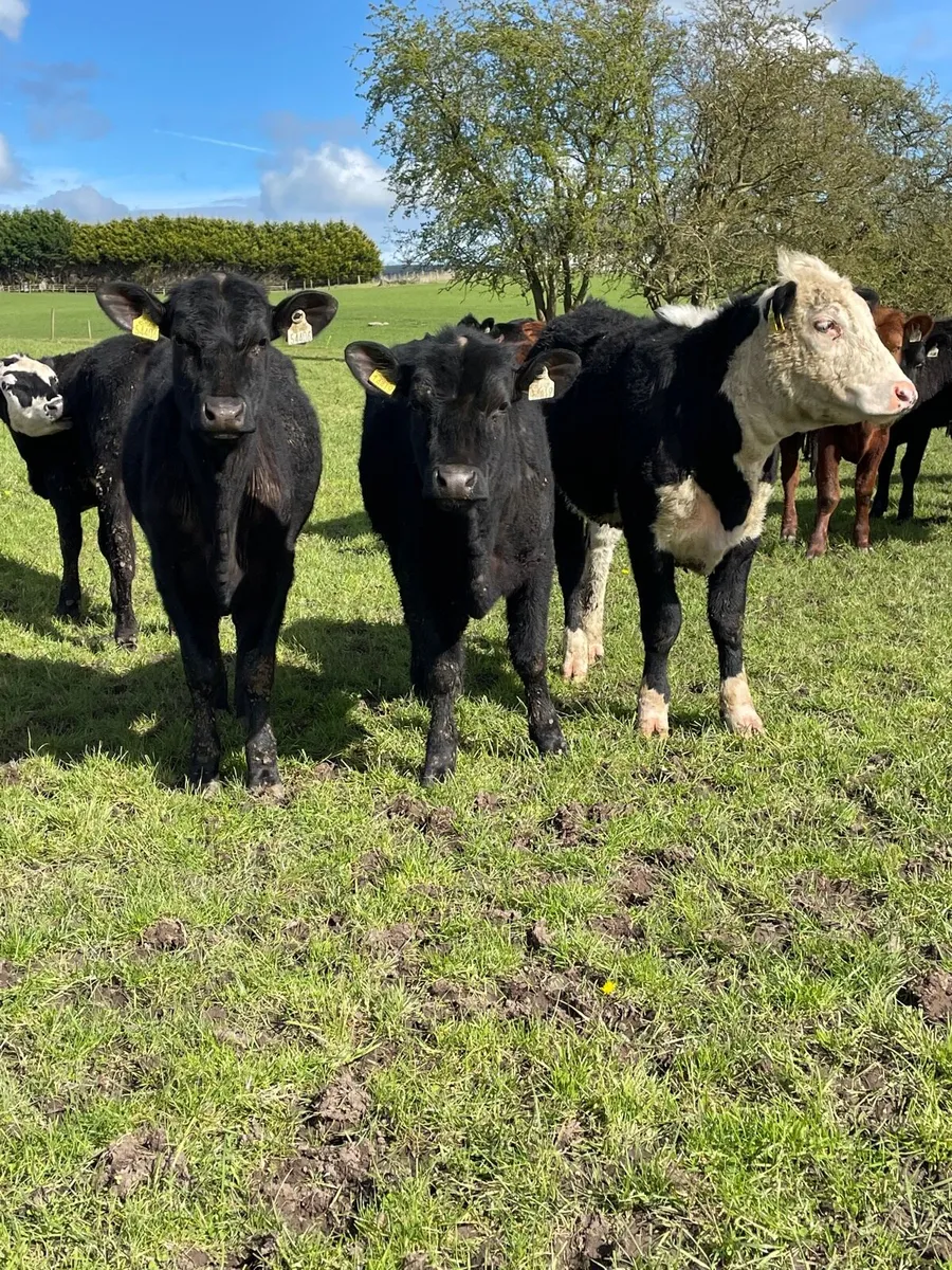Angus heifers - Image 2