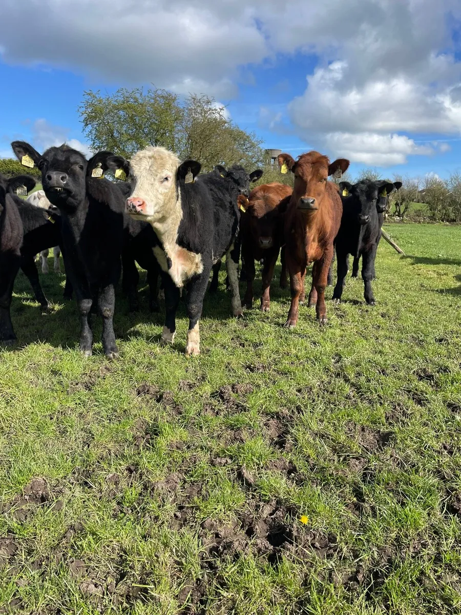 Angus heifers - Image 3