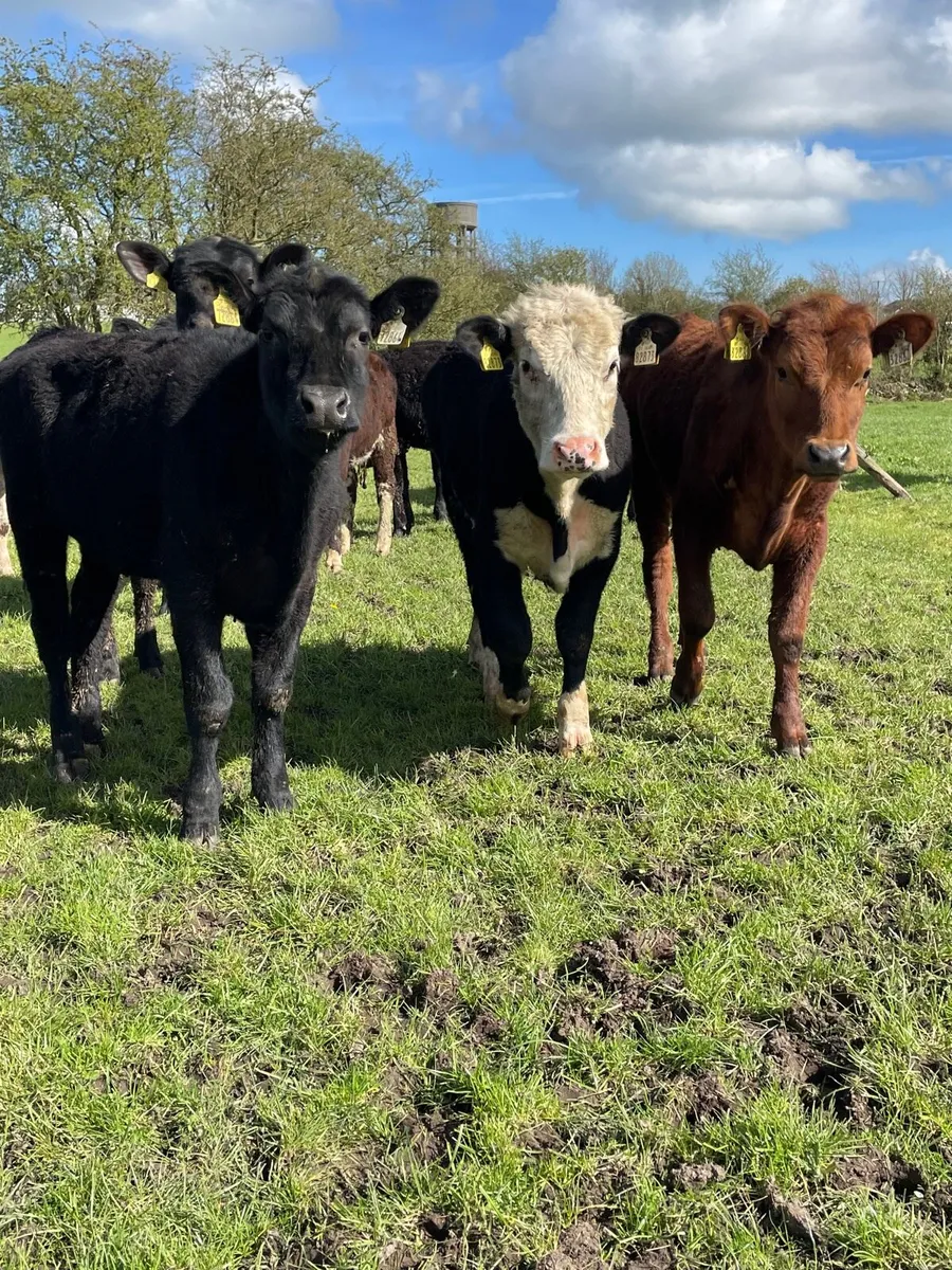 Angus heifers - Image 4
