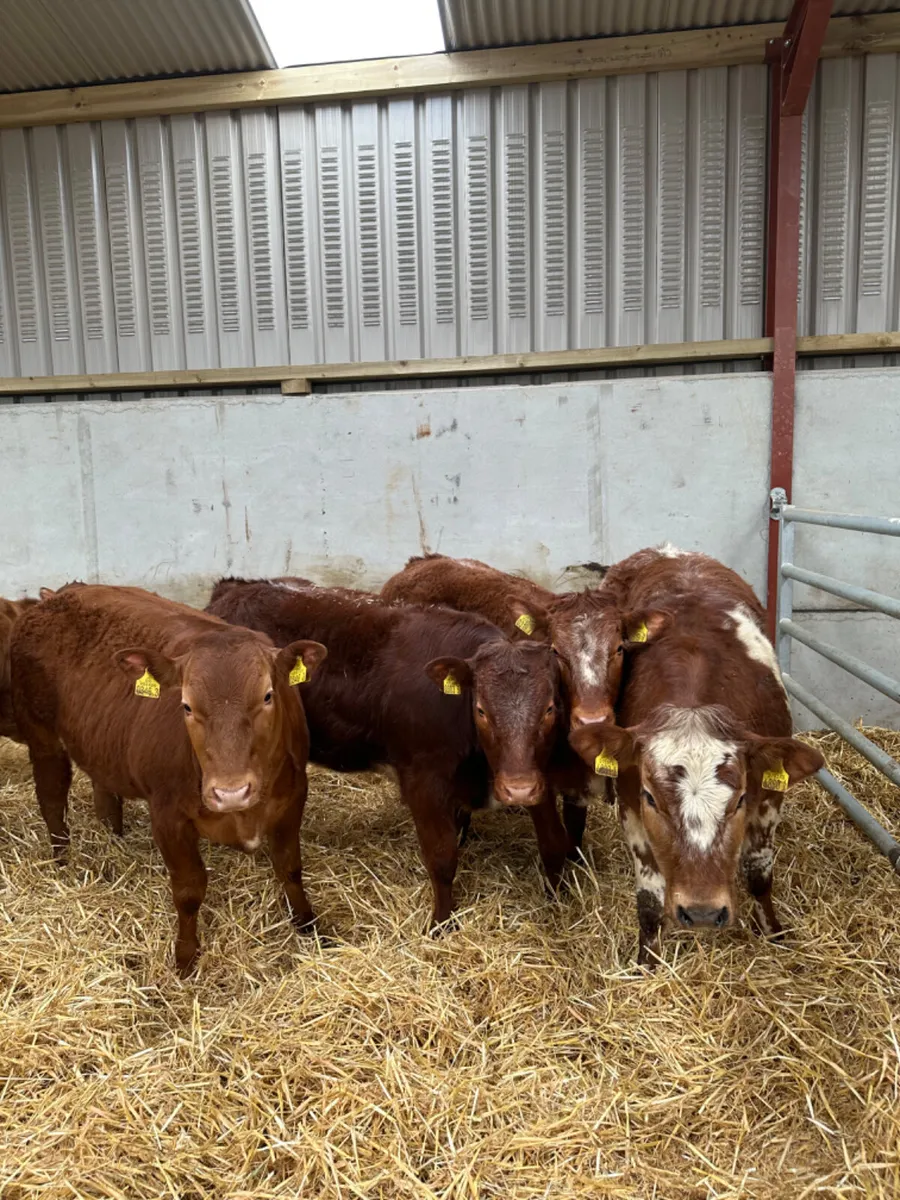 Roaned heifers - Image 2