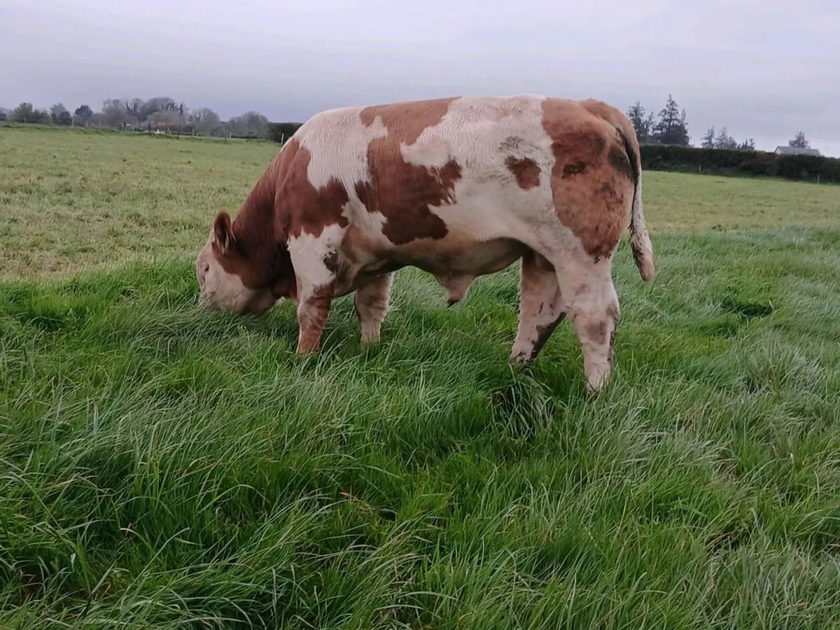 Pedigree Simmental Bulls - Image 2