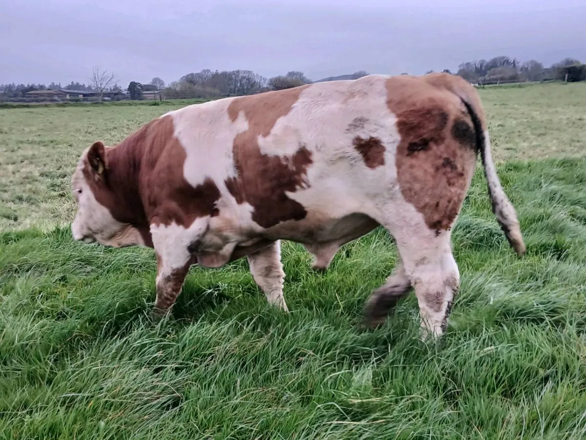 Pedigree Simmental Bulls - Image 3