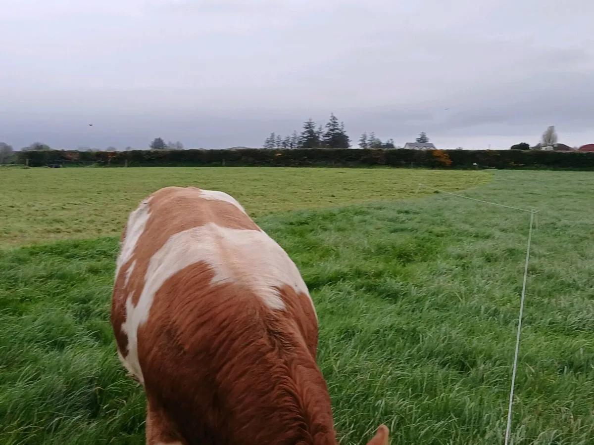 Pedigree Simmental Bulls - Image 4