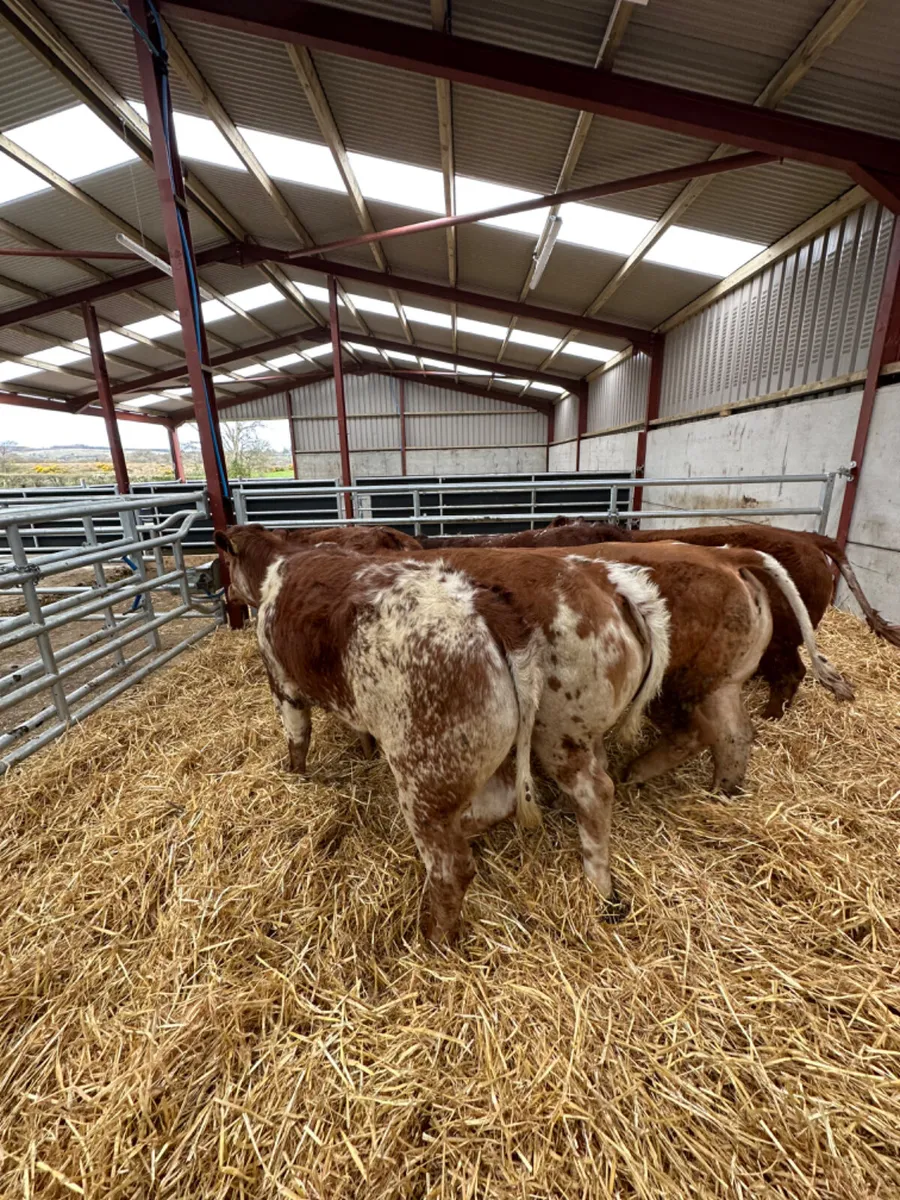 Roaned heifers - Image 1