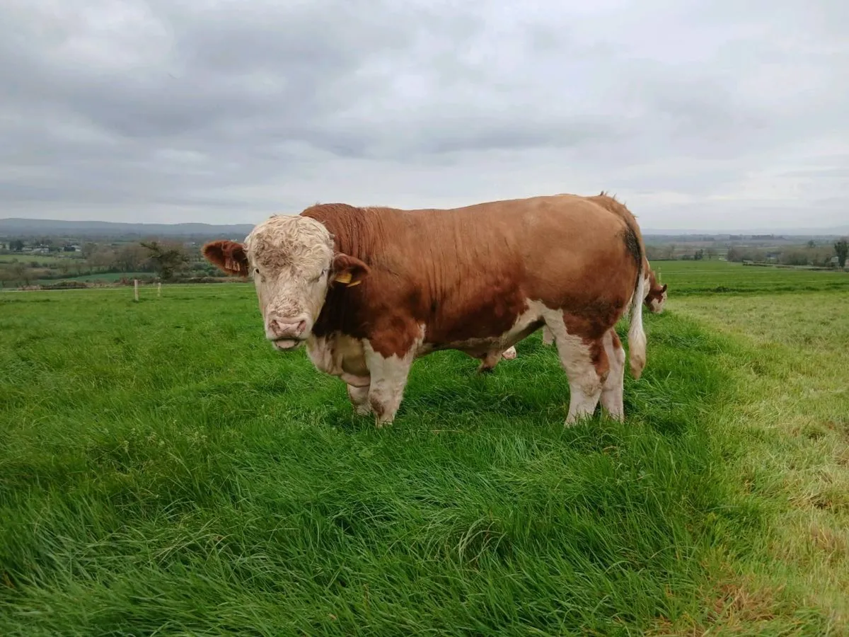 Pedigree Simmental Bulls - Image 1