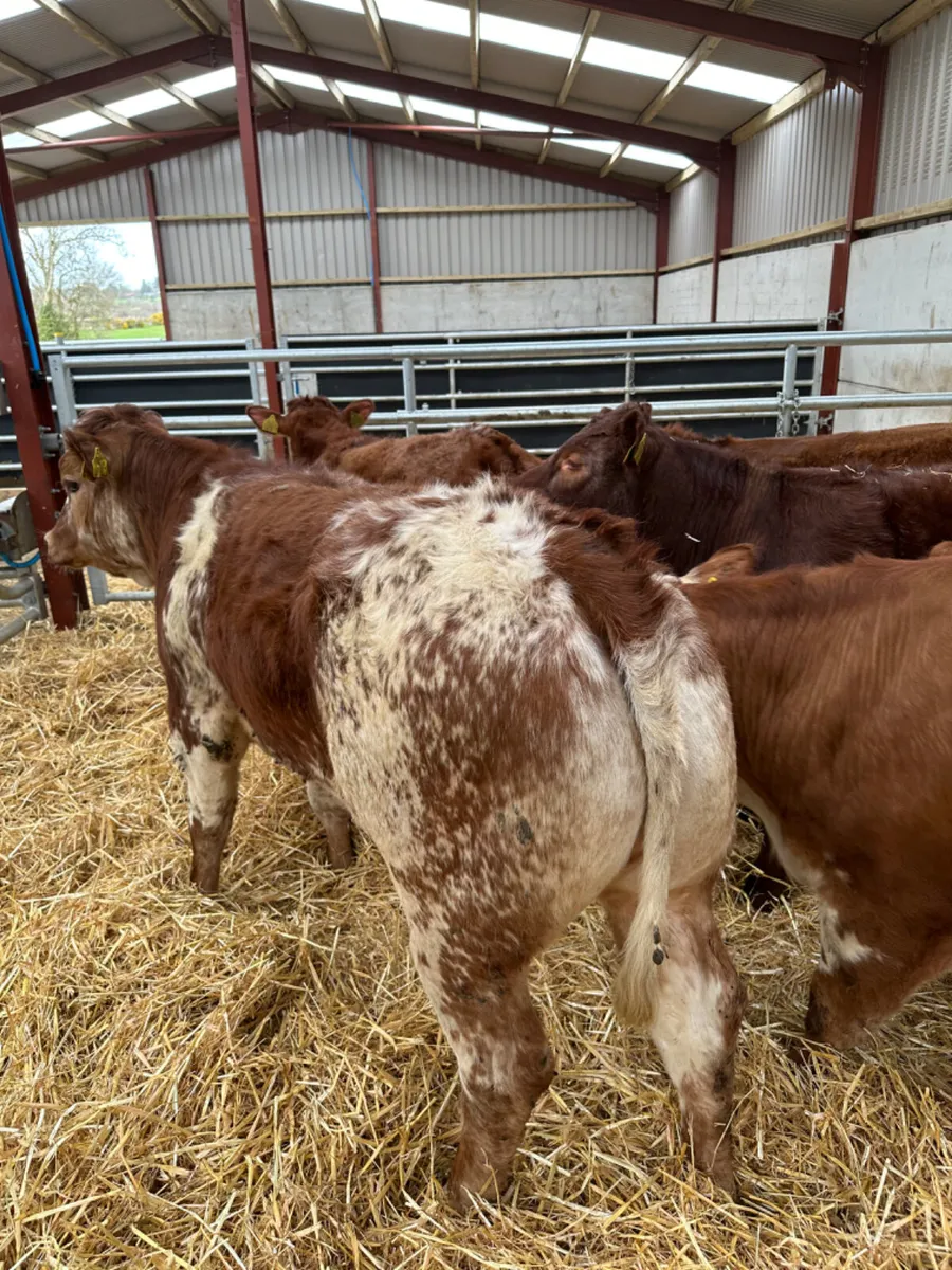 Roaned heifers - Image 3