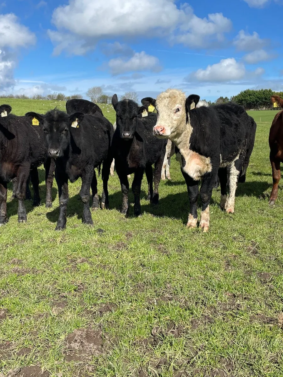 Angus heifers - Image 1