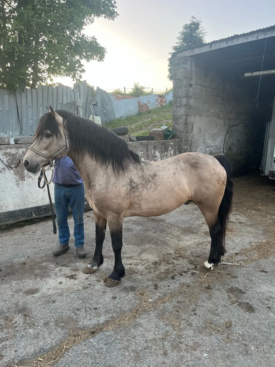 Class 2 Connemarra stallion at stud - Image 1