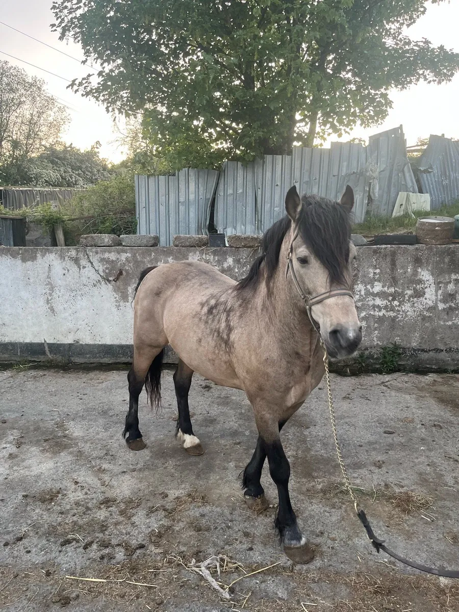 Class 2 Connemarra stallion at stud - Image 2