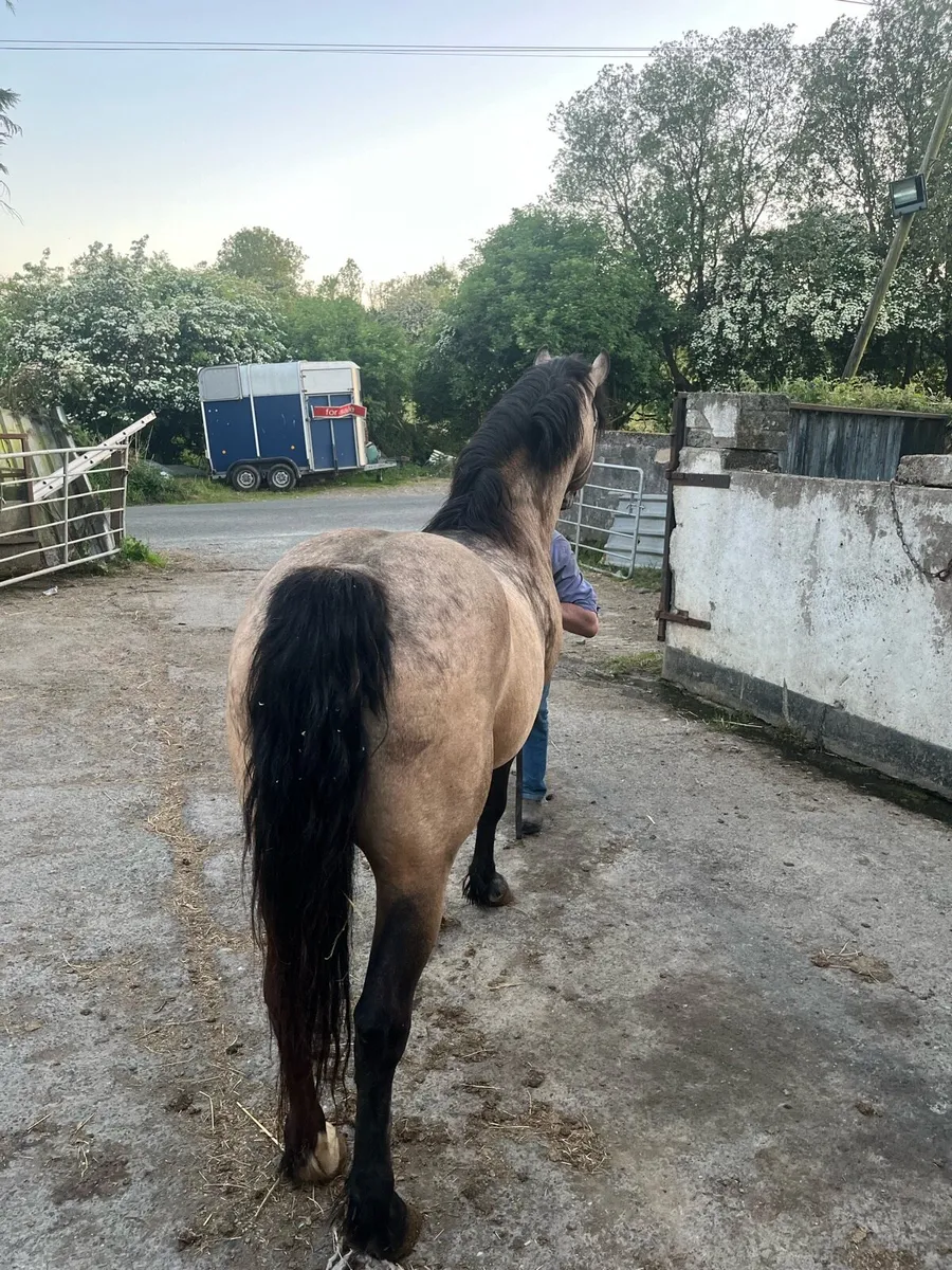 Class 2 Connemarra stallion at stud - Image 3