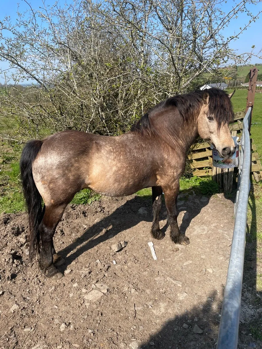 Class 2 Connemarra stallion at stud - Image 4